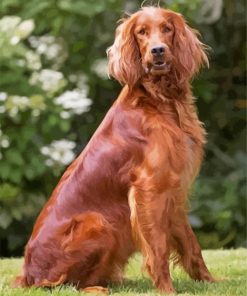 Red Setter Dog paint by number