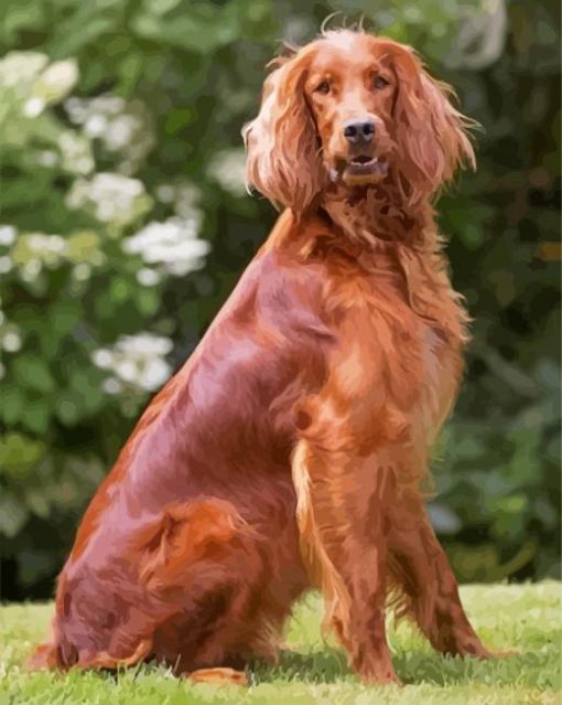 Red Setter Dog paint by number