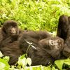 Relaxing Gorillas Mother Baby paint by number