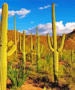 Saguaro Cactus Plant In Desert paint by number