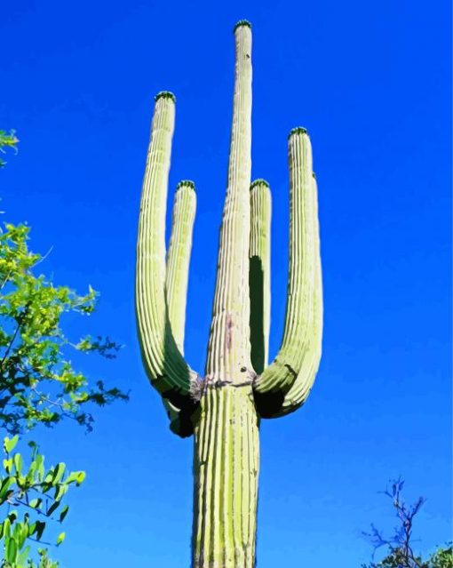 Saguaro Cactus Plants paint by number