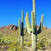 Saguaro Cactus paint by number