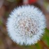 Taraxacum Erythrospermum paint by number