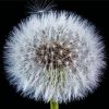 Taraxacum paint by number