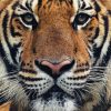 Tiger Animal Close Up paint by numbers