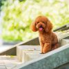 Toy Poodle Dog Animal paint by number