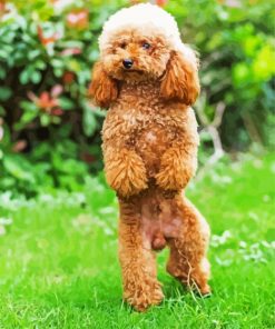 Toy Poodle Puppy paint by number