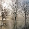 Trees Winter Reflections paint by number