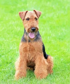 Welsh Terrier Dog Animal paint by number