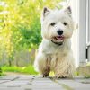 West Highland White Terrier Dog paint by number