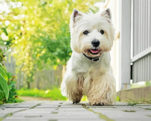 West Highland White Terrier Dog paint by number