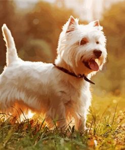 West Highland White Terrier Puppy paint by number