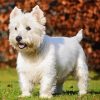 West Highland White Terrier paint by number