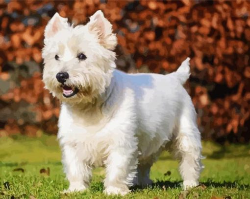 West Highland White Terrier paint by number