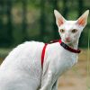 White Cornish Rex Cat White Heron paint by number