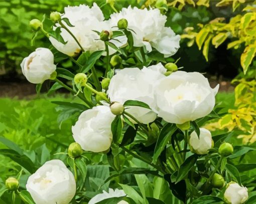 White Peony Flowers paint by number