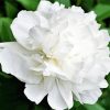 White Peony paint by number