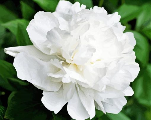 White Peony paint by number