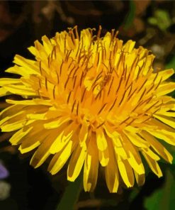 Yellow Taraxacum Flower paint by number