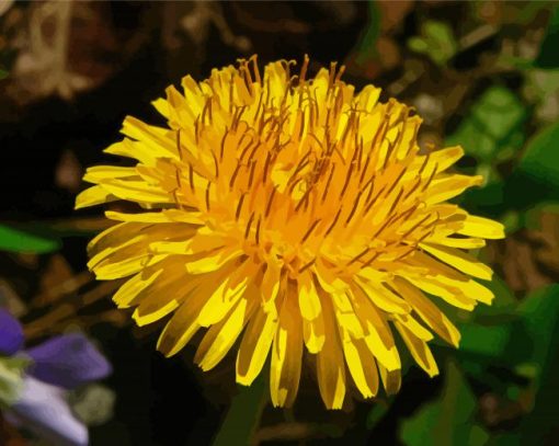 Yellow Taraxacum Flower paint by number