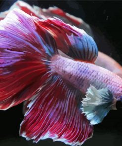 Artistic Purple Betta Fish paint by number