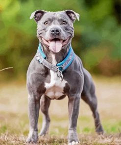 Blue Staffie Pet Animal paint by number