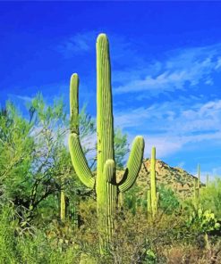 Cactus In Saguaro National Park paint by number