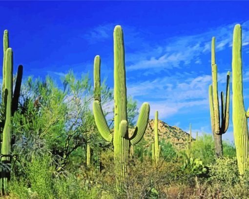 Cactus In Saguaro National Park paint by number