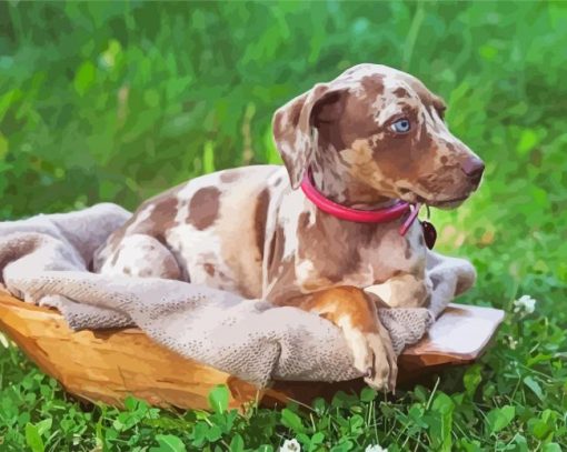 Catahoula Hound Puppy On Grass paint by number