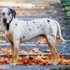 Catahoula Leopard Dog paint by number