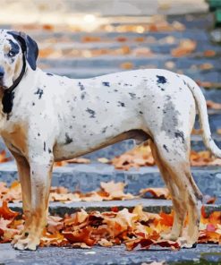 Catahoula Leopard Dog paint by number