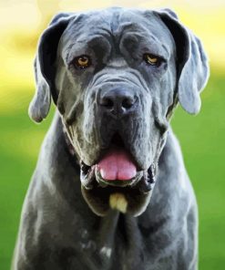 Close Up Neapolitan Mastiff paint by number