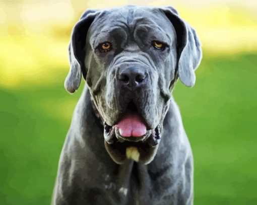 Close Up Neapolitan Mastiff paint by number