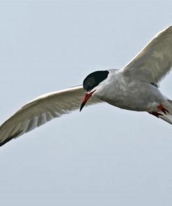 Coastal Flying Birds paint by number