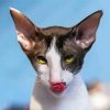 Cornish Rex Cat Head paint by number