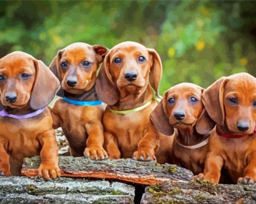 Dachshund Puppies paint by number