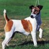 Fox Terrier Dogs paint by number