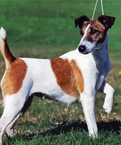 Fox Terrier Dogs paint by number