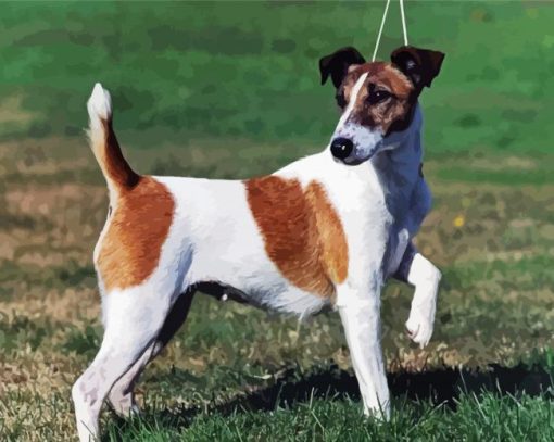 Fox Terrier Dogs paint by number