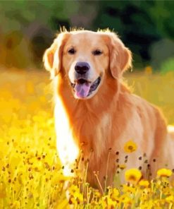 Golden Retriever In Field Of Flowers paint by number