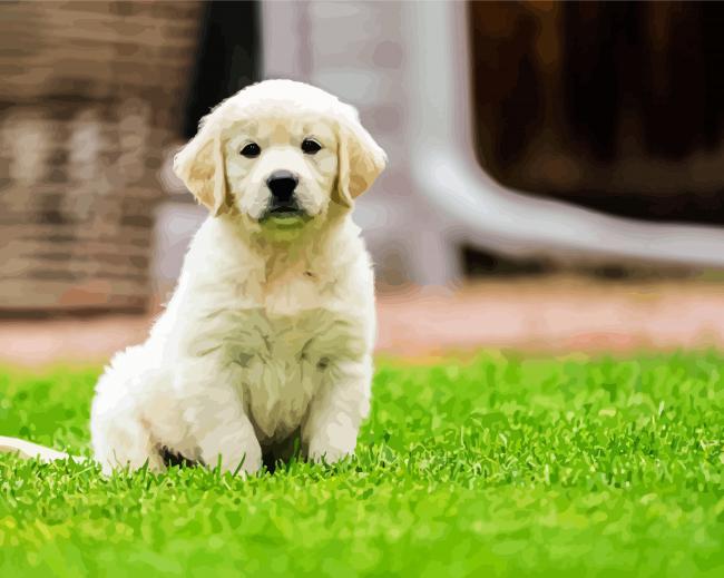 Golden Retriever paint by number