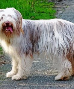 Happy Bearded Collie paint by number