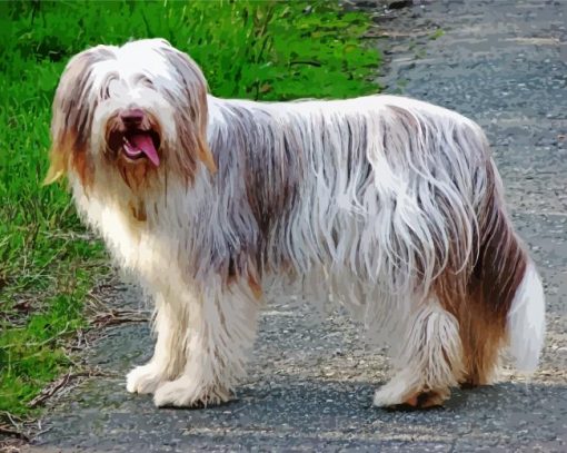 Happy Bearded Collie paint by number