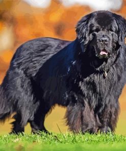 Newfoundland Puppy paint by number