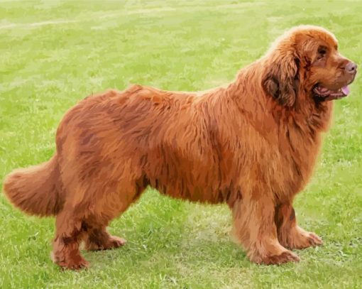 Newfoundland Dog paint by number