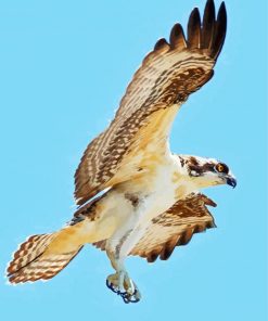 Osprey Flying paint by number