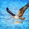 Osprey Bird Flying paint by number