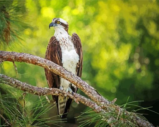 Osprey On Branch paint by number