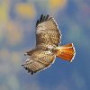 Red Tailed Hawk Flying paint by number