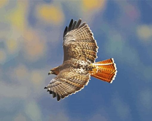 Red Tailed Hawk Flying paint by number